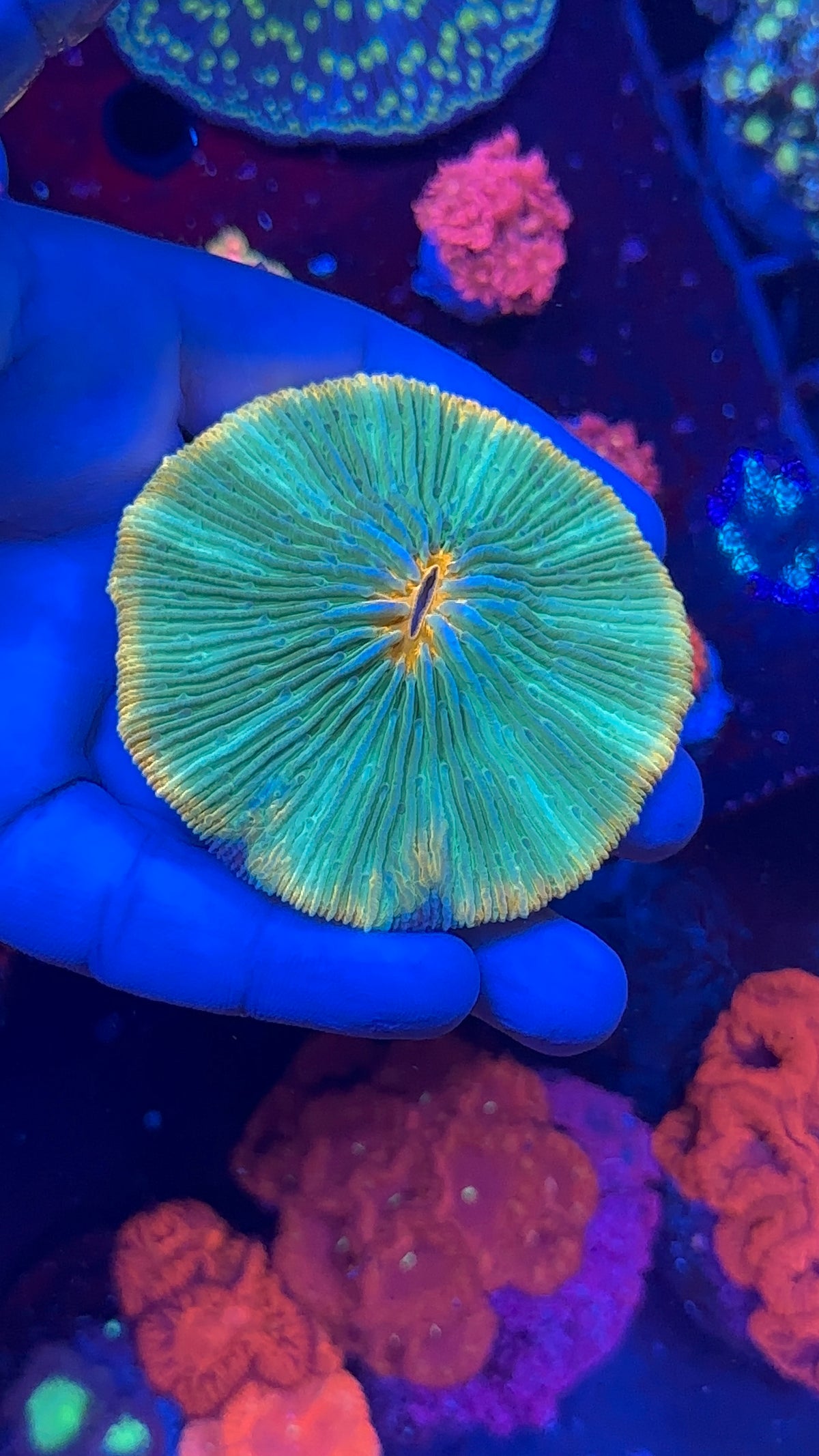 Fungia