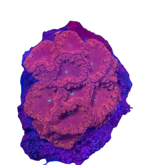 Blastomussa Coral