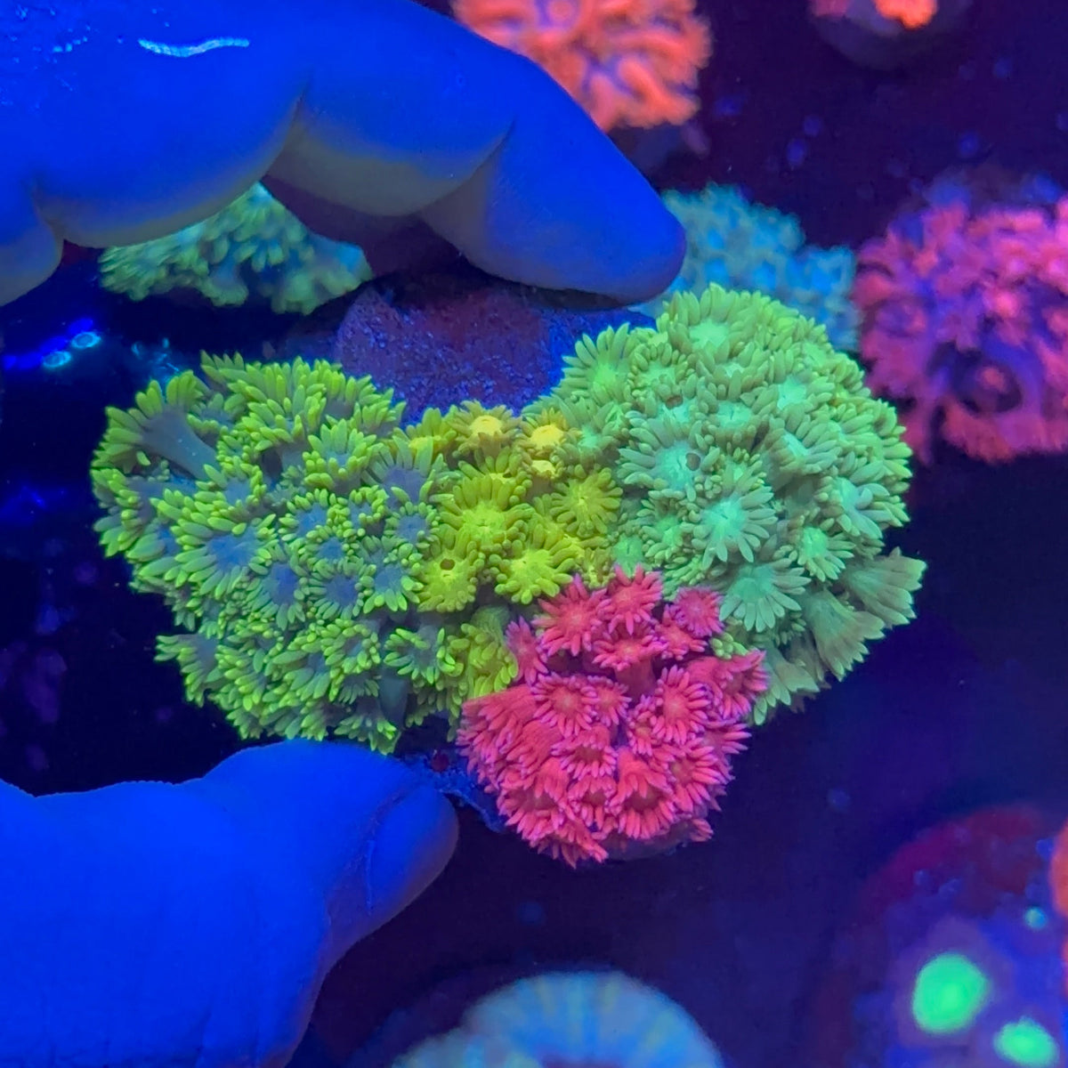Goniopora Multicolor MİX