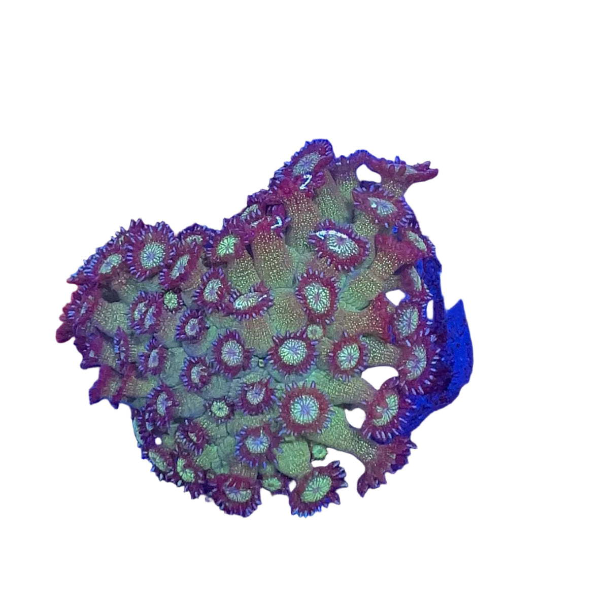 Glitter Goniopora