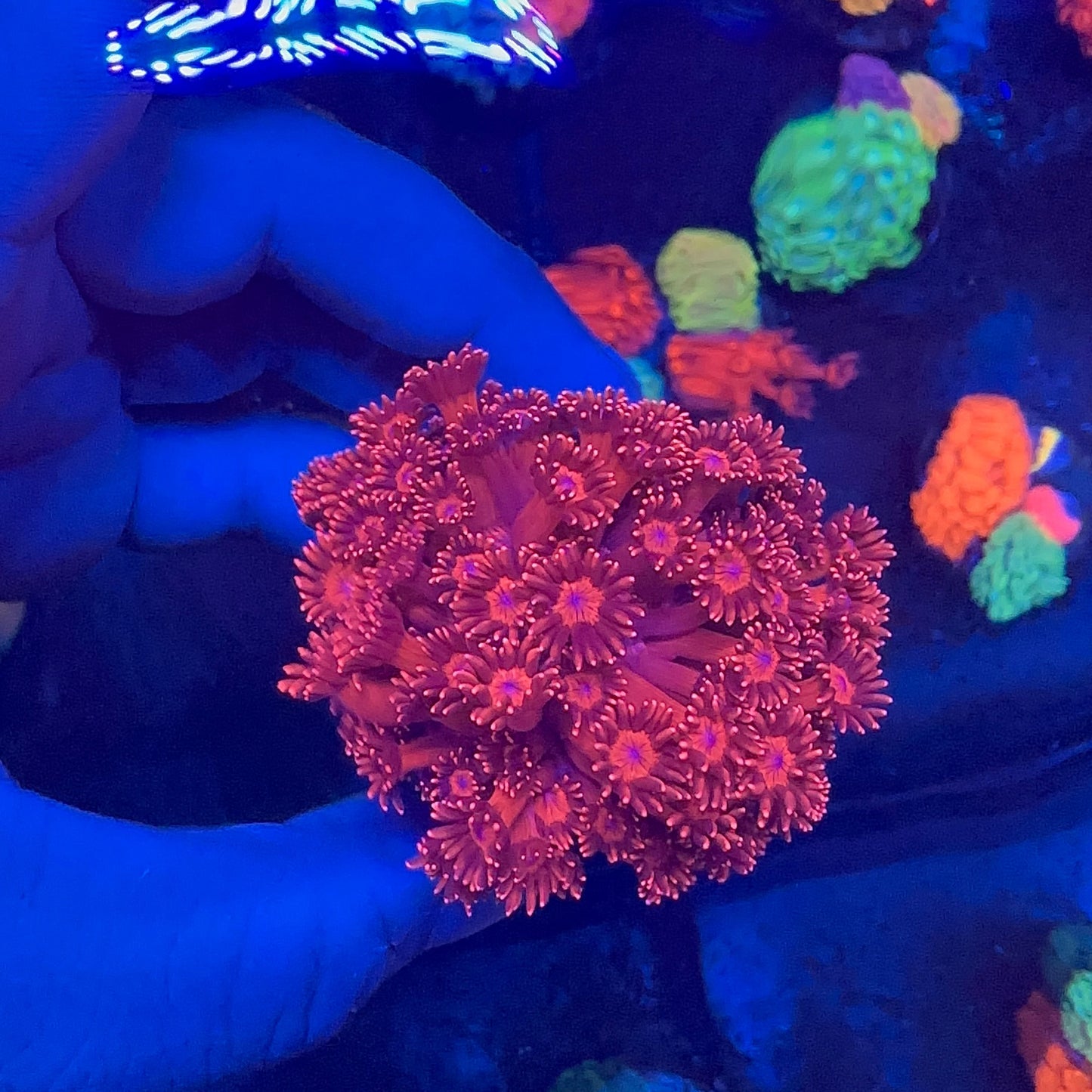 Goniopora Metalic Red