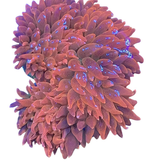 Bubble Anemon Orange Large