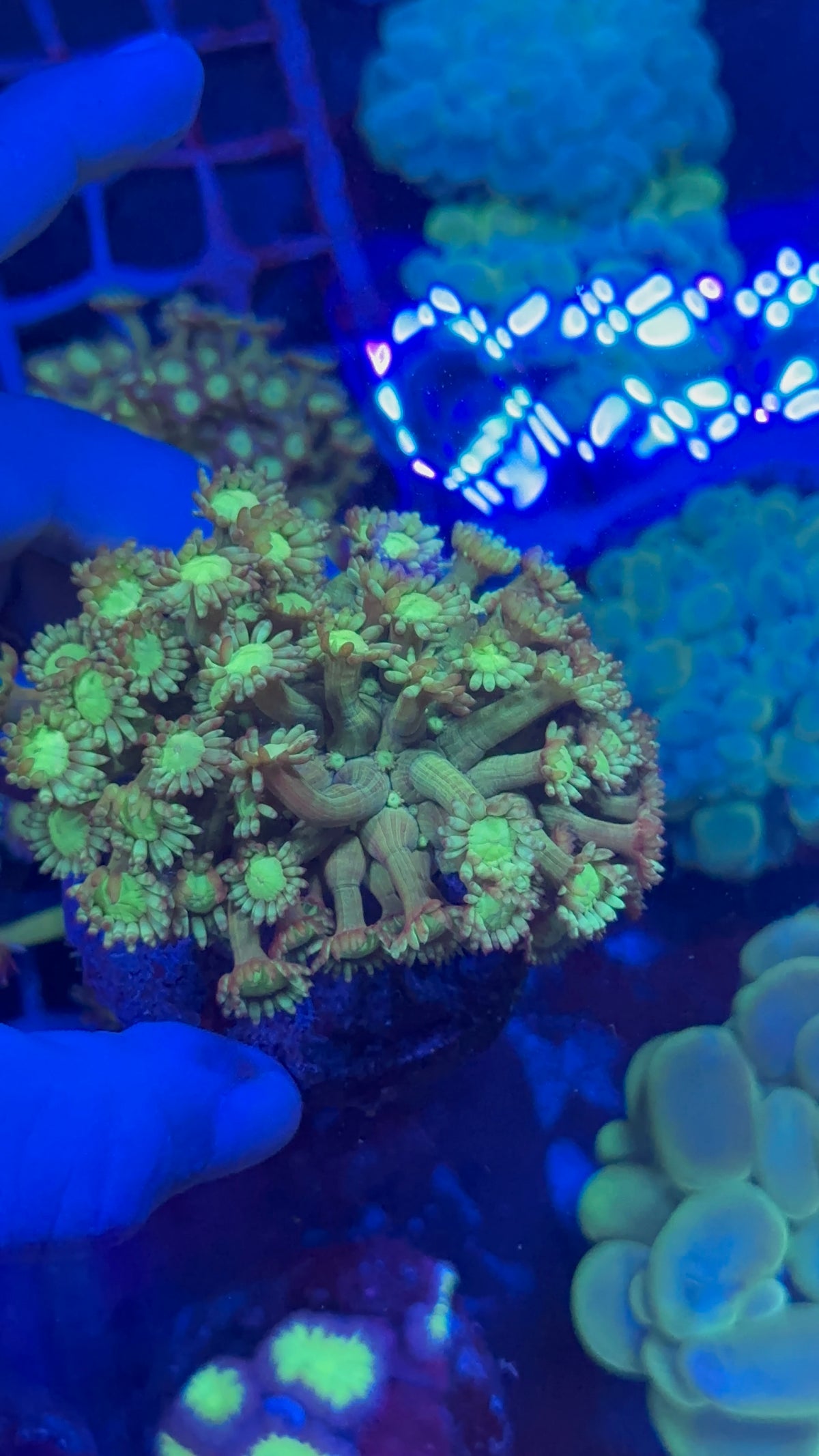 Goniopora Green