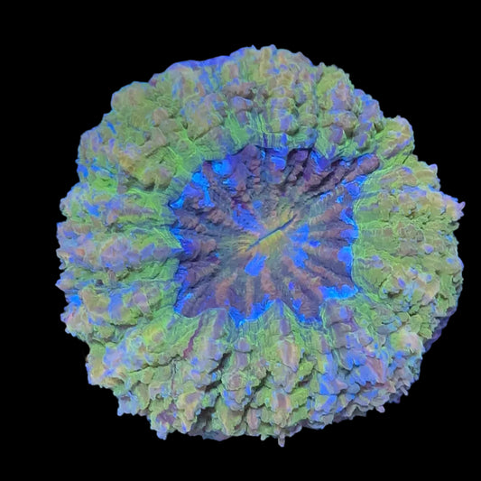 Multicolor Donut Coral