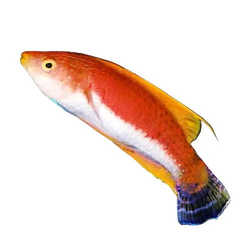 Tonozu Fairy Wrasse