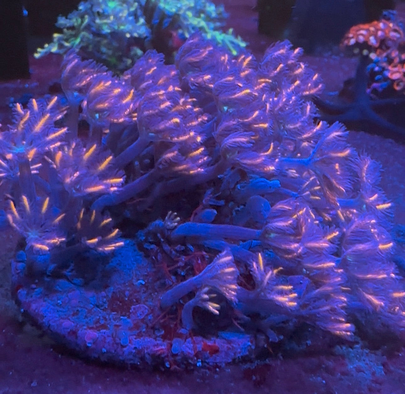 Glove Polyp