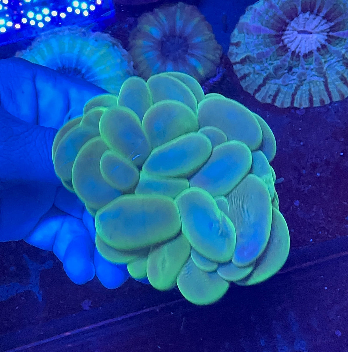 Bubble Coral