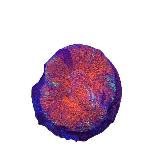 Acan Maxima
