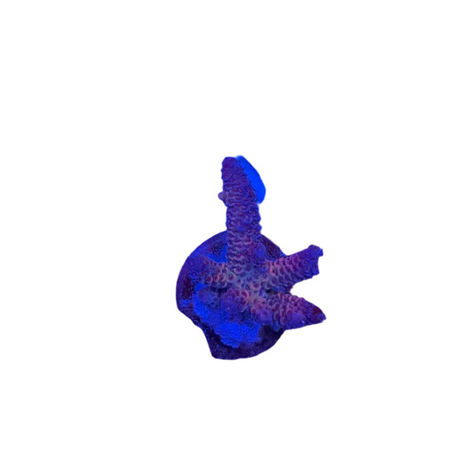 Acrapora Sp. Frag