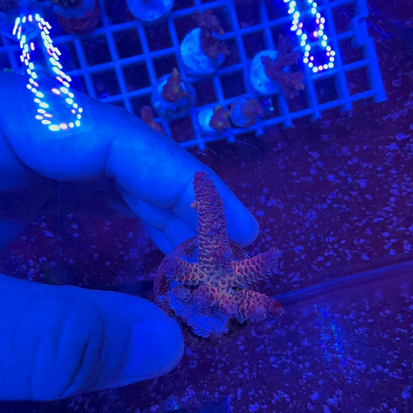 Acrapora Sp. Frag