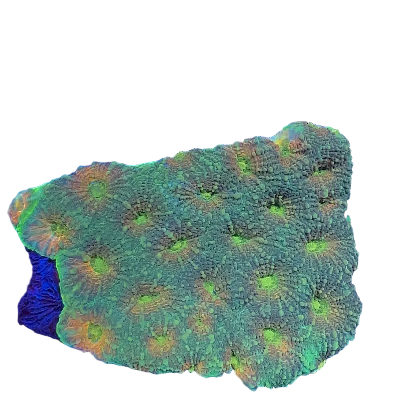 Favia Sp.