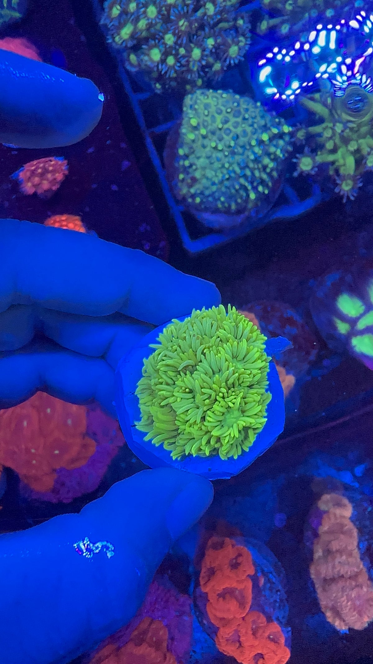 Goniopora Green