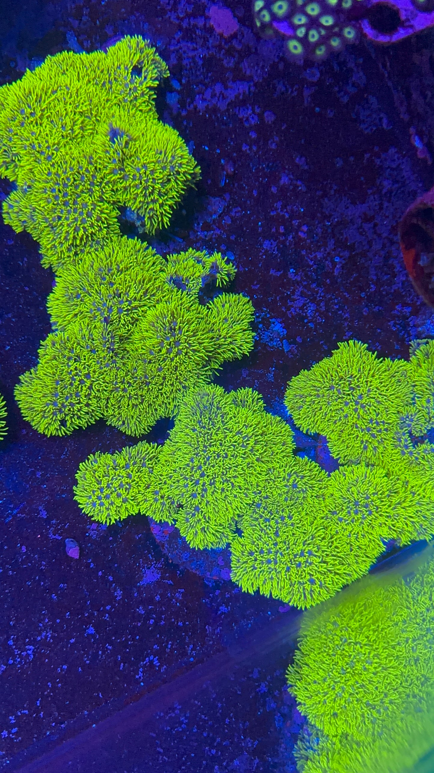 Star Polyp Metalic
