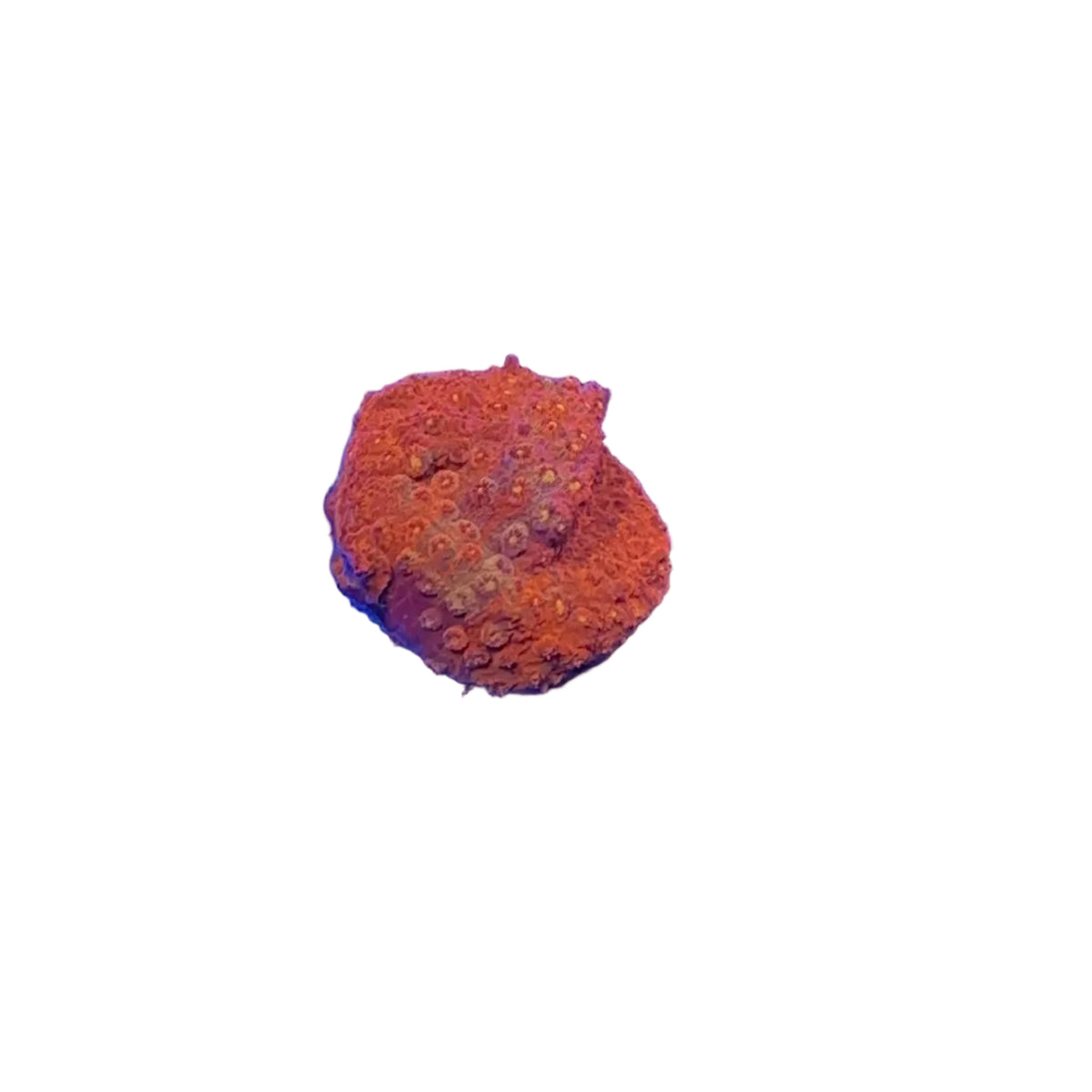 Crimson Stylocoeniella
