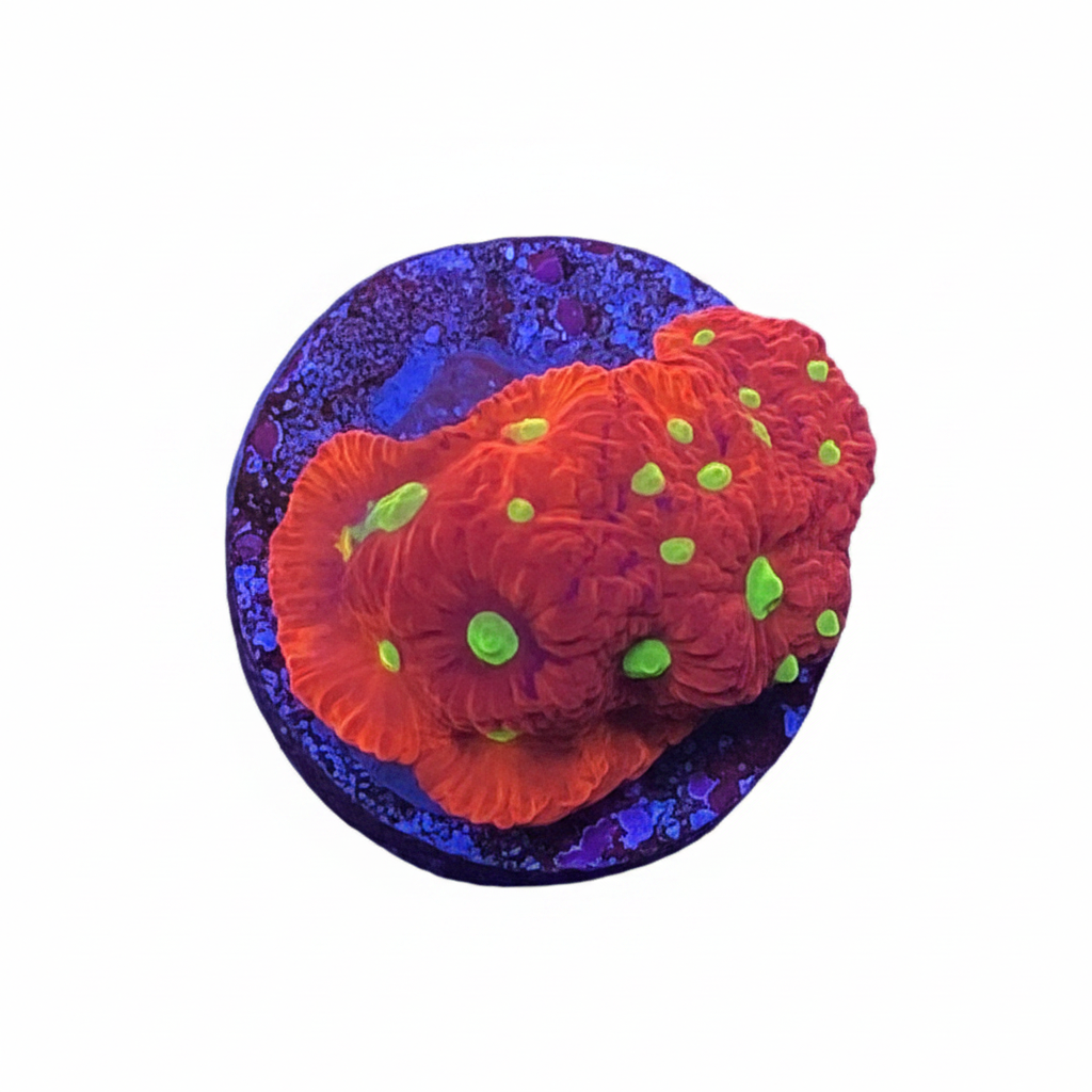 Favia Frag