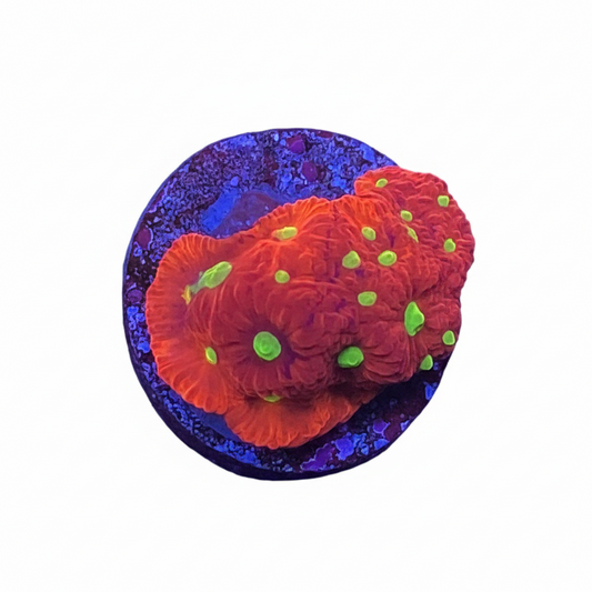 Favia Frag