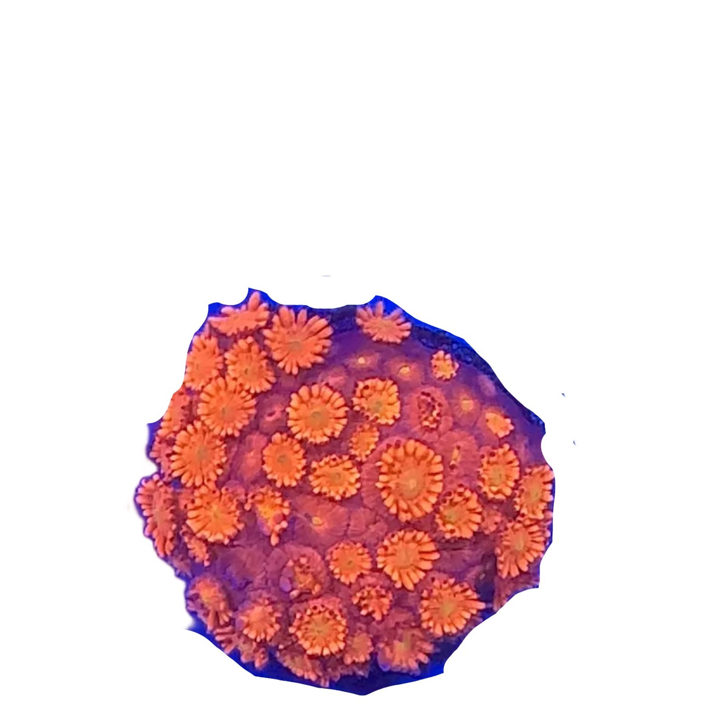 Goniopora Rainbow