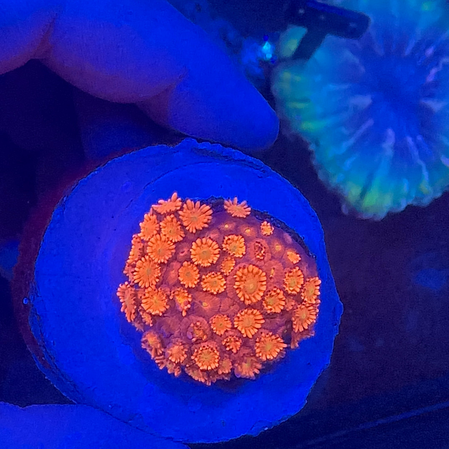Goniopora Rainbow