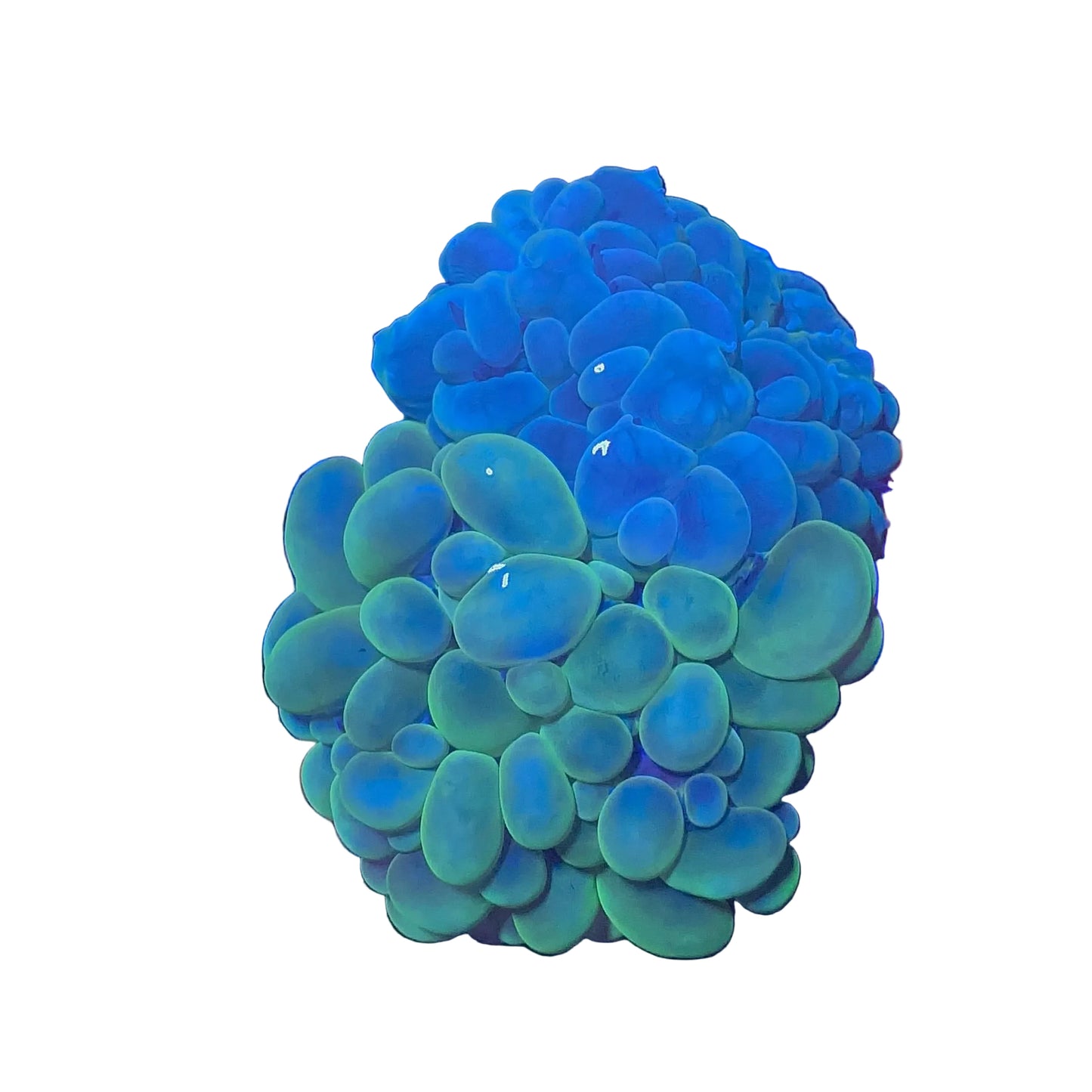 Bubble Coral