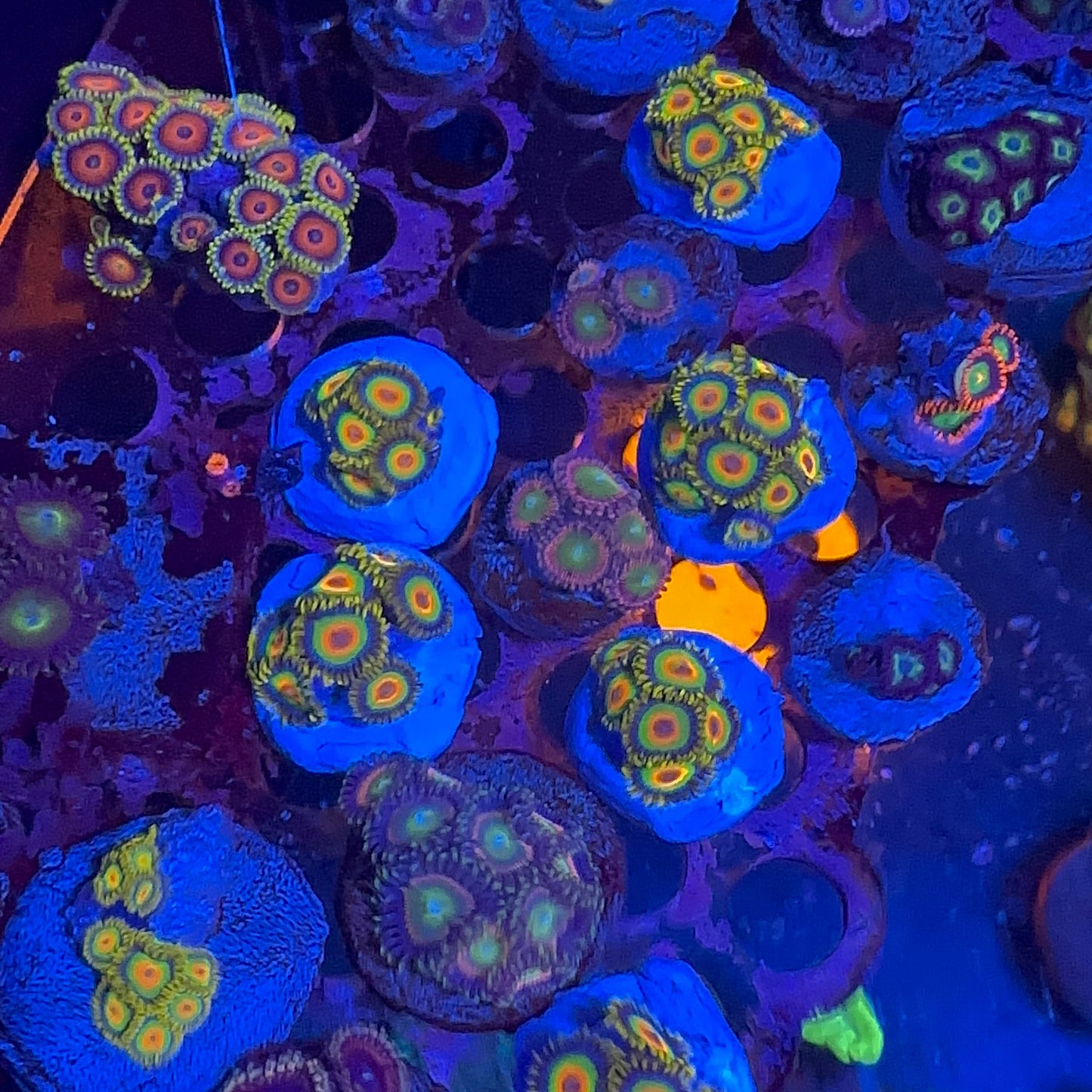 Zoa  Frag
