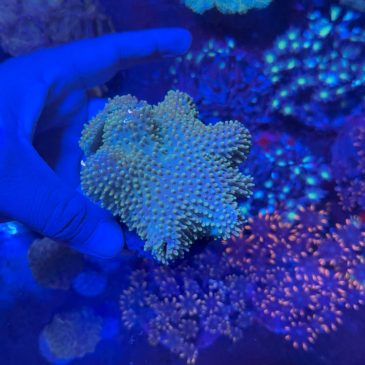 Leather Coral