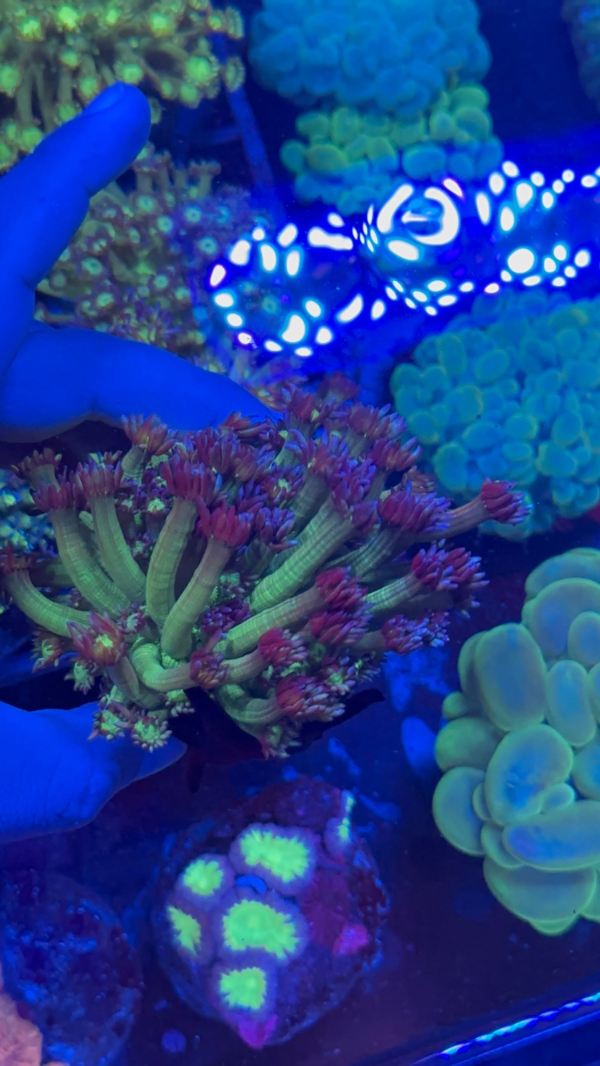 Goniopora Green