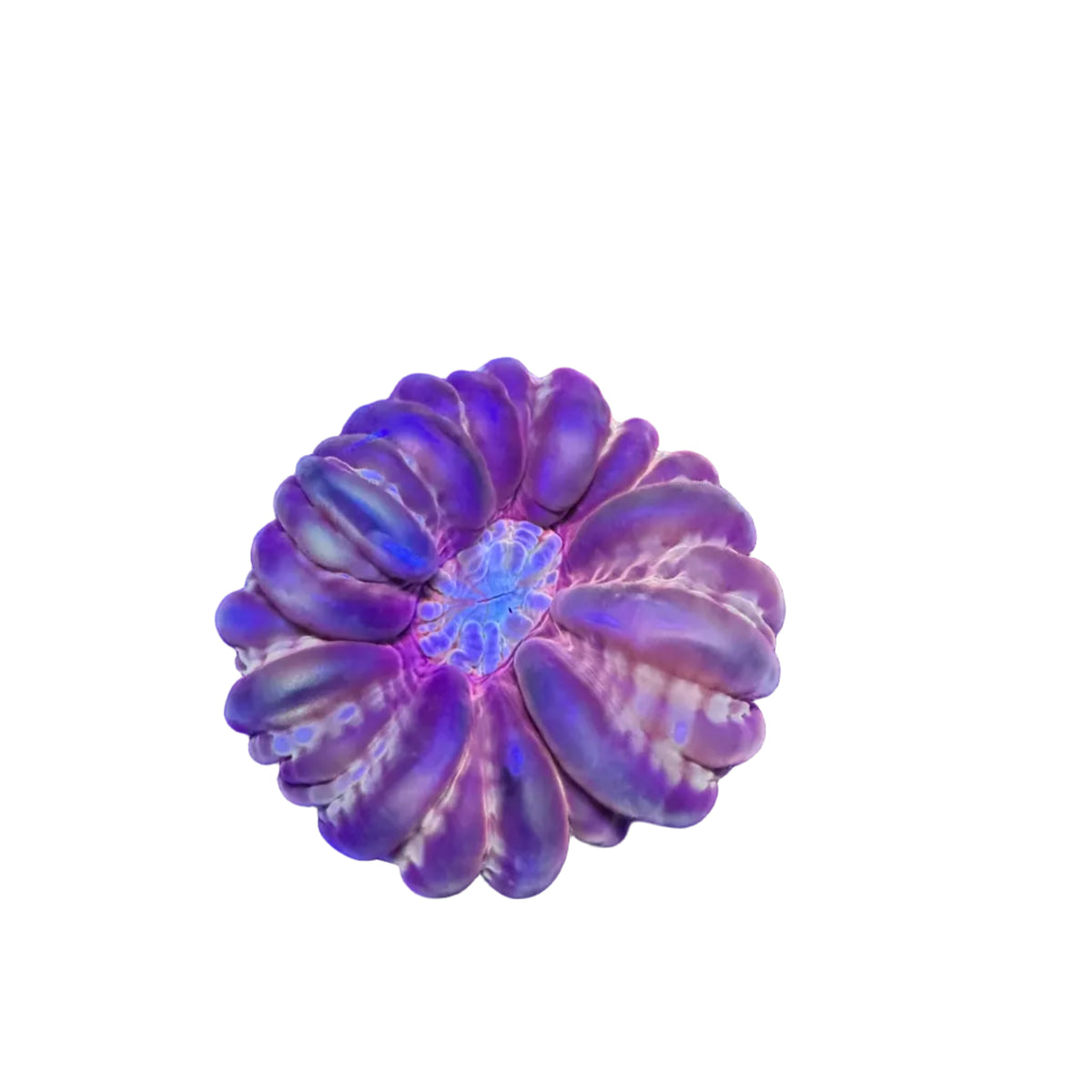 Cynarina Coral