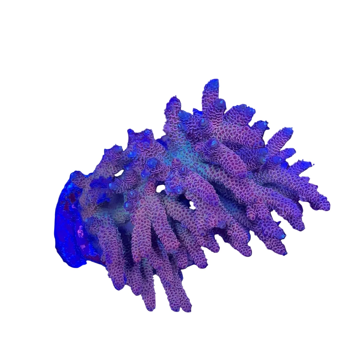 Acropora millepora