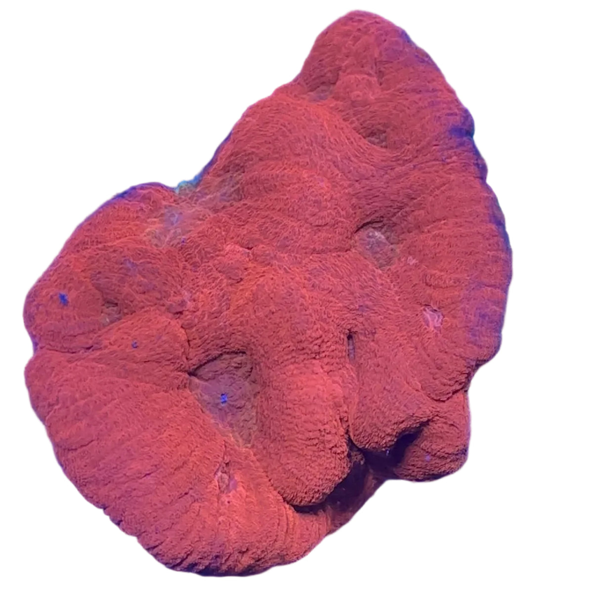 Australomussa  Metalic Red