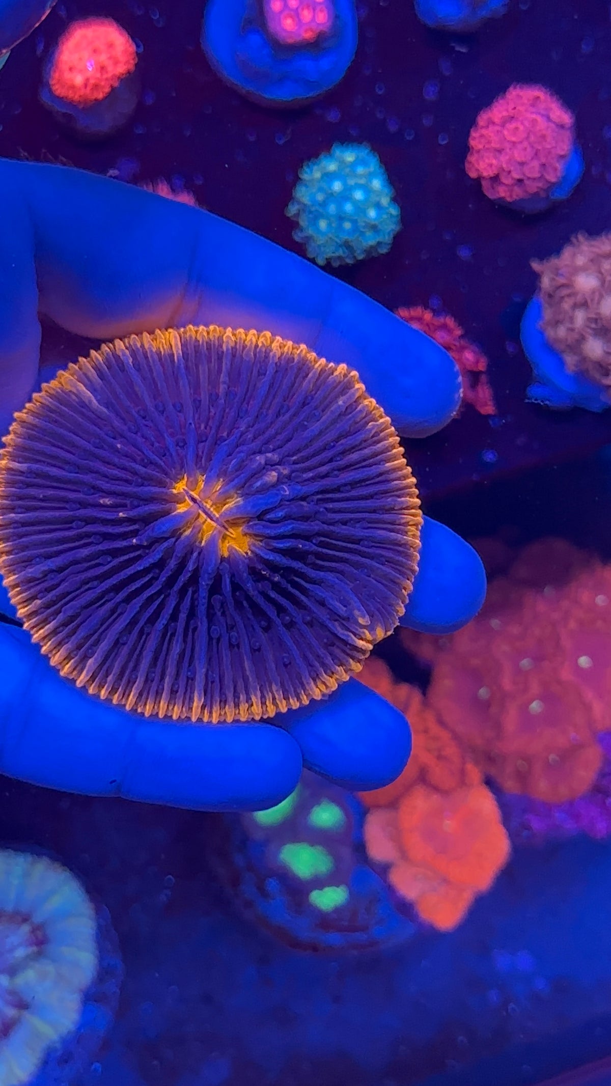 Fungia