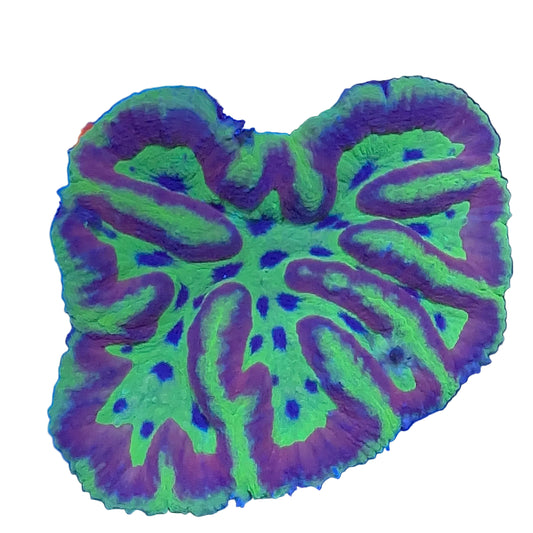 Symphyllia Coral