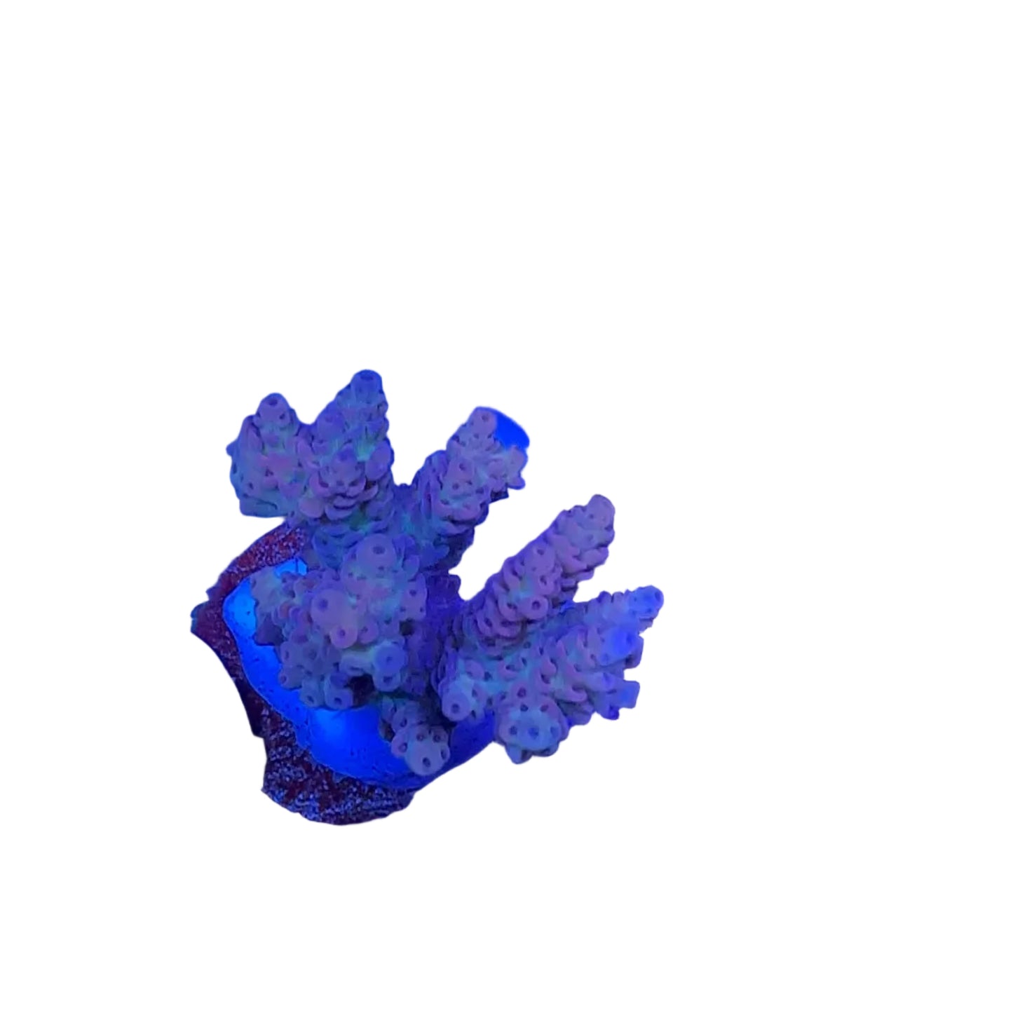 Acrapora Sp. Frag