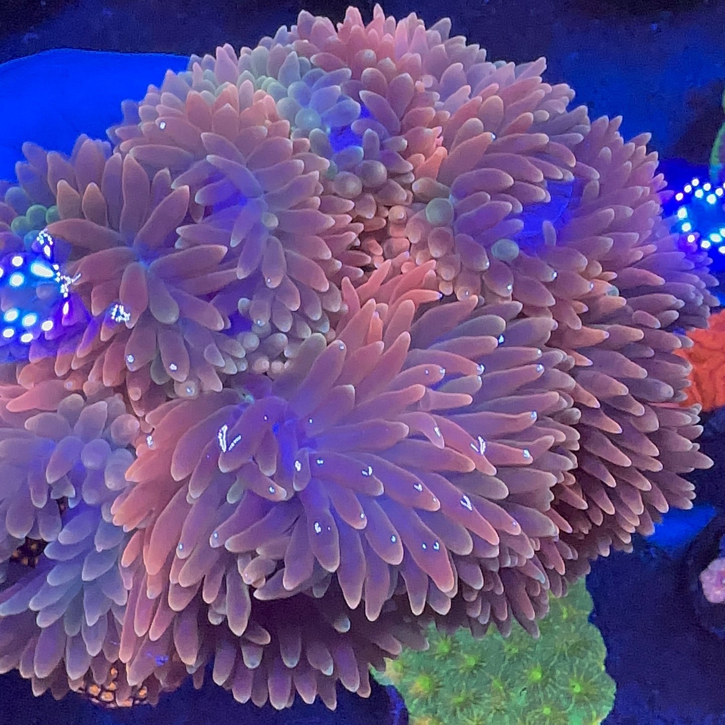 Bubble Anemon Rainbow XXL
