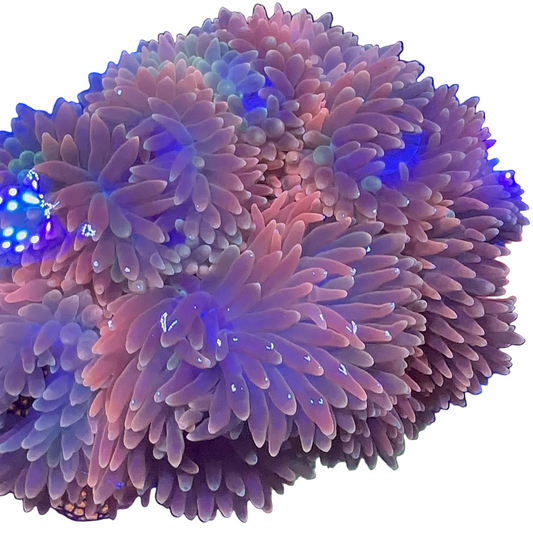Bubble Anemon Rainbow XXL