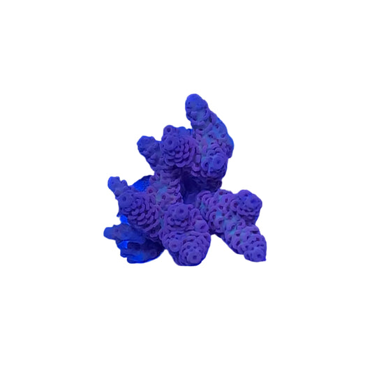 Acrapora Sp. Frag