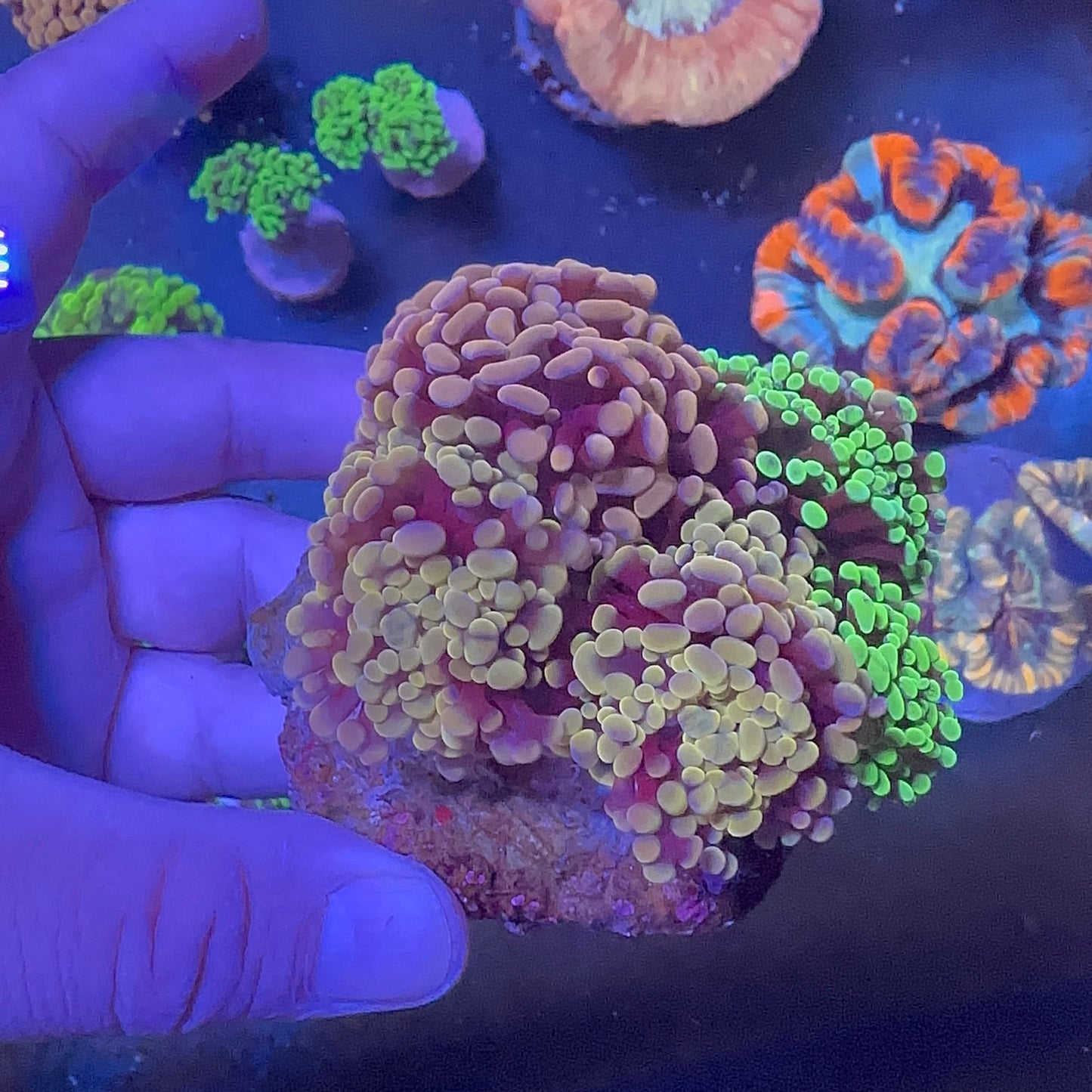 Hammer Coral Mix