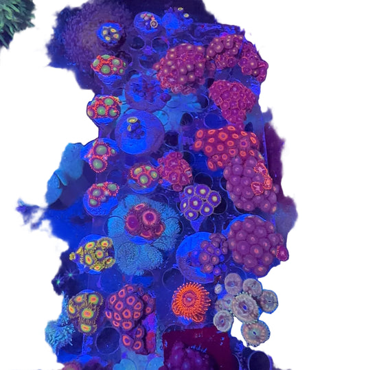 Zoa  Frag