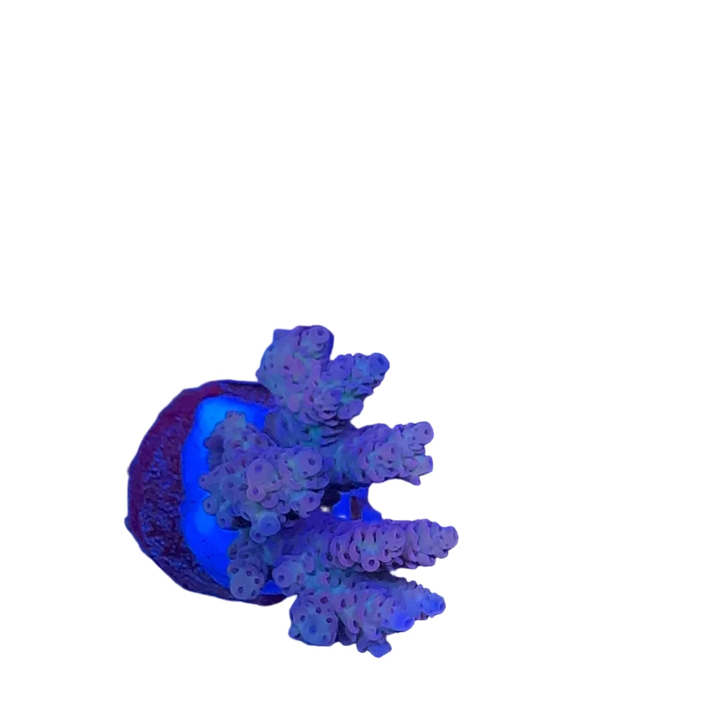Acrapora Sp. Frag
