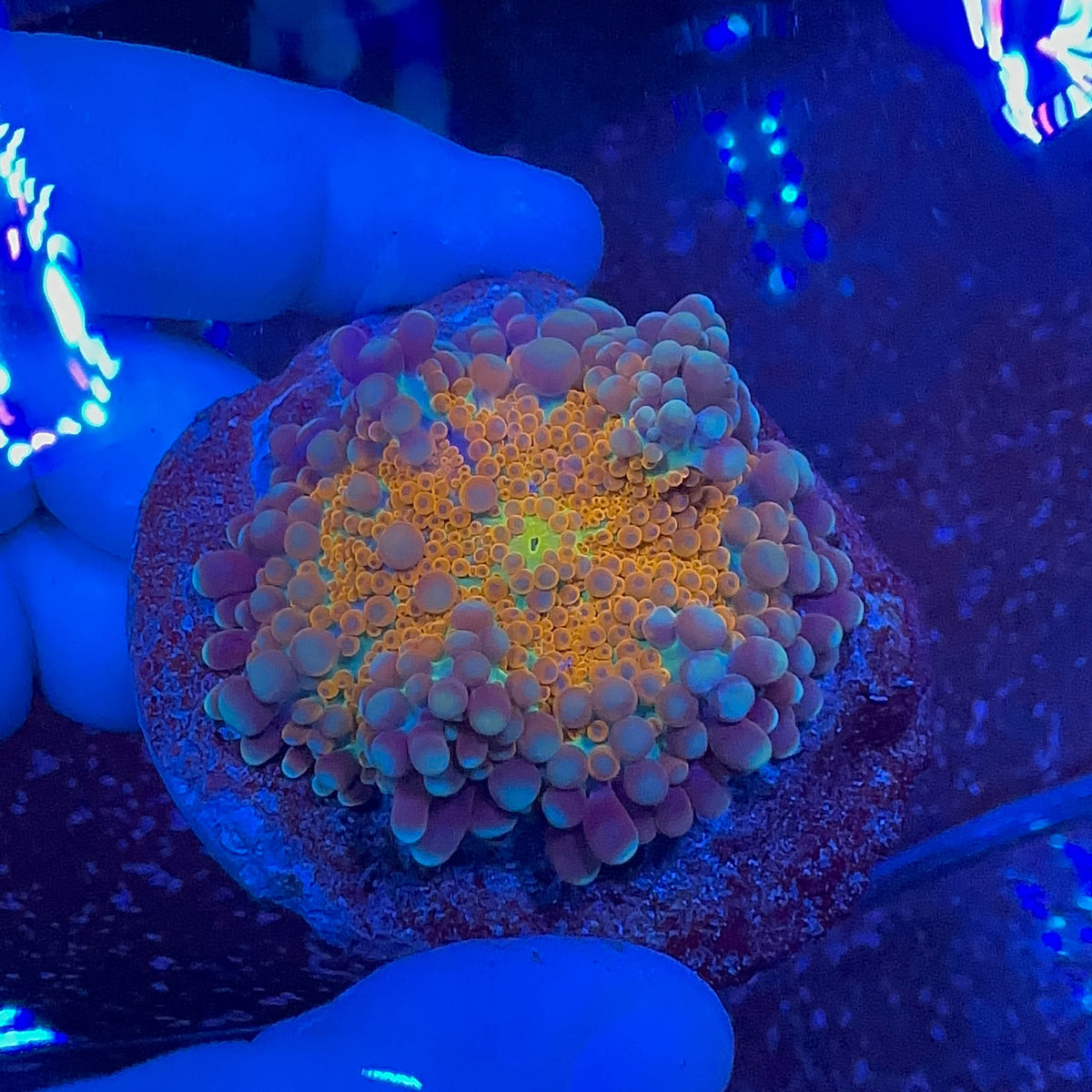 Orange Ricordea Yuma L