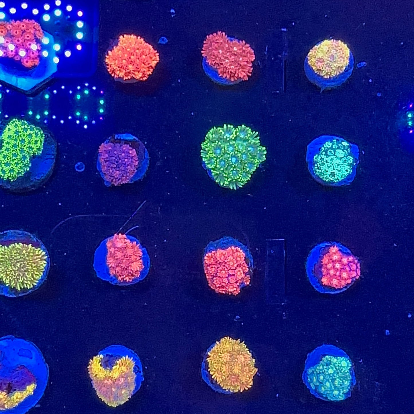 Goniopora Multicolor Frag