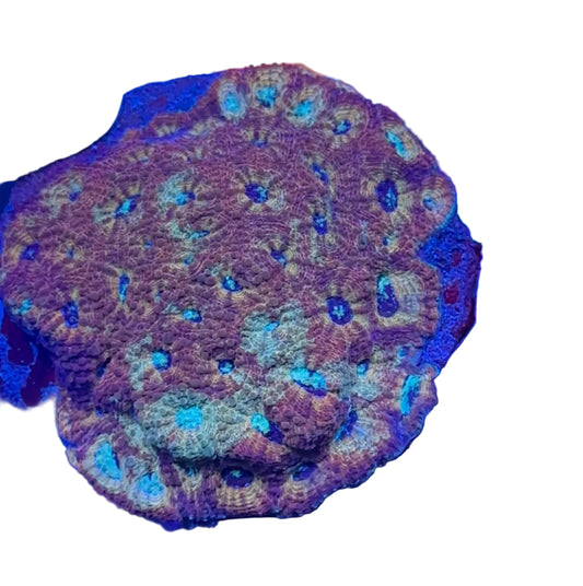 Favia Coral.