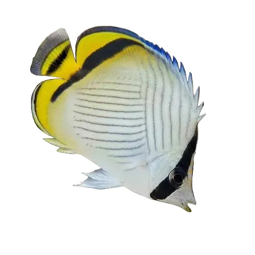 Vagabond Butterflyfish