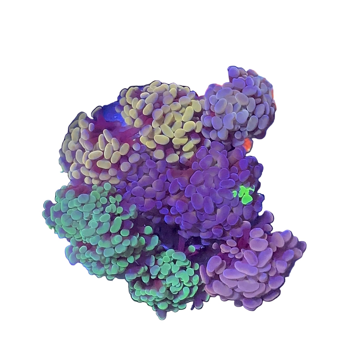Hammer Coral Mix