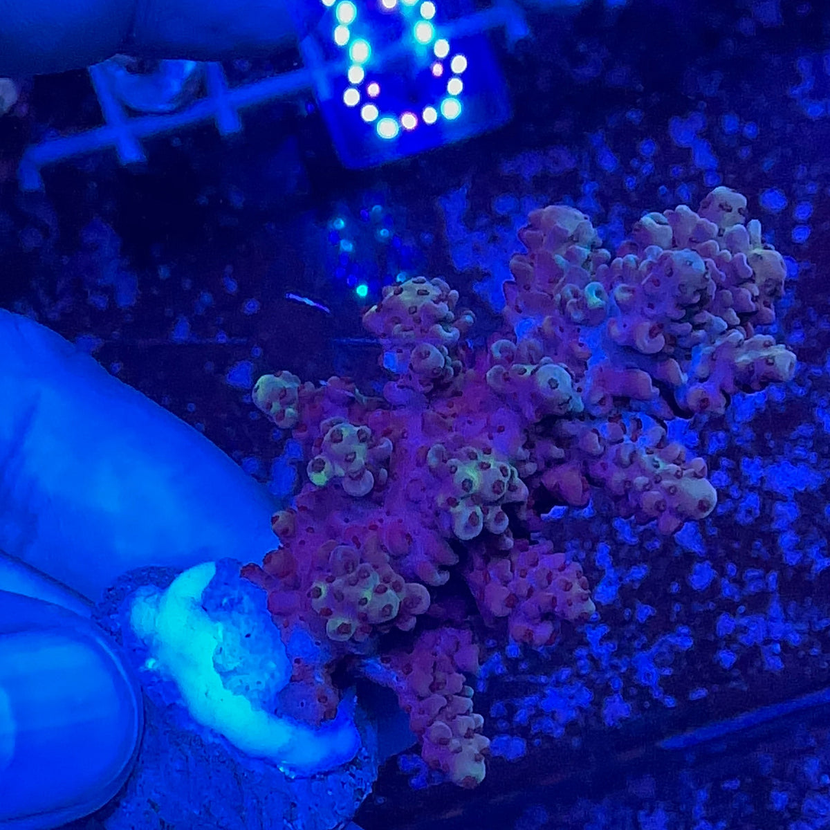 Acrapora Sp. Frag