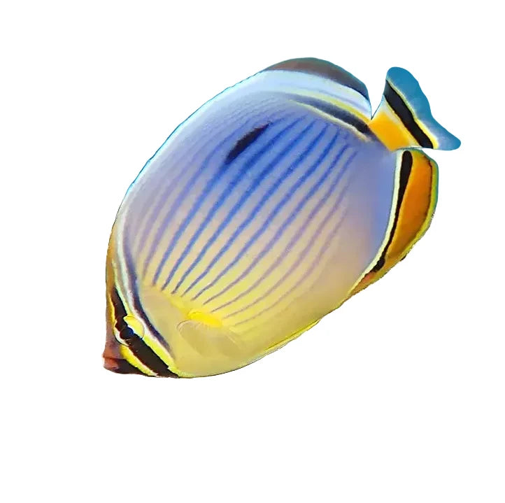 Melon butterflyfish