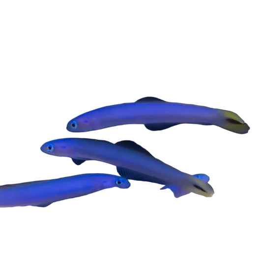 Blue Gudgeon Goby