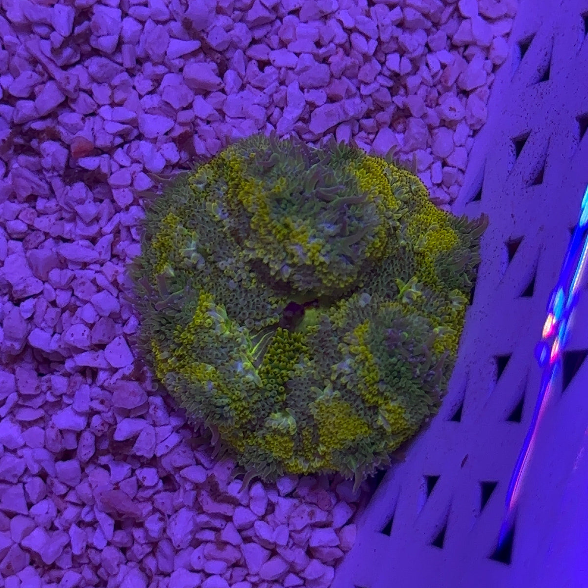 Mini Carpet Anemon