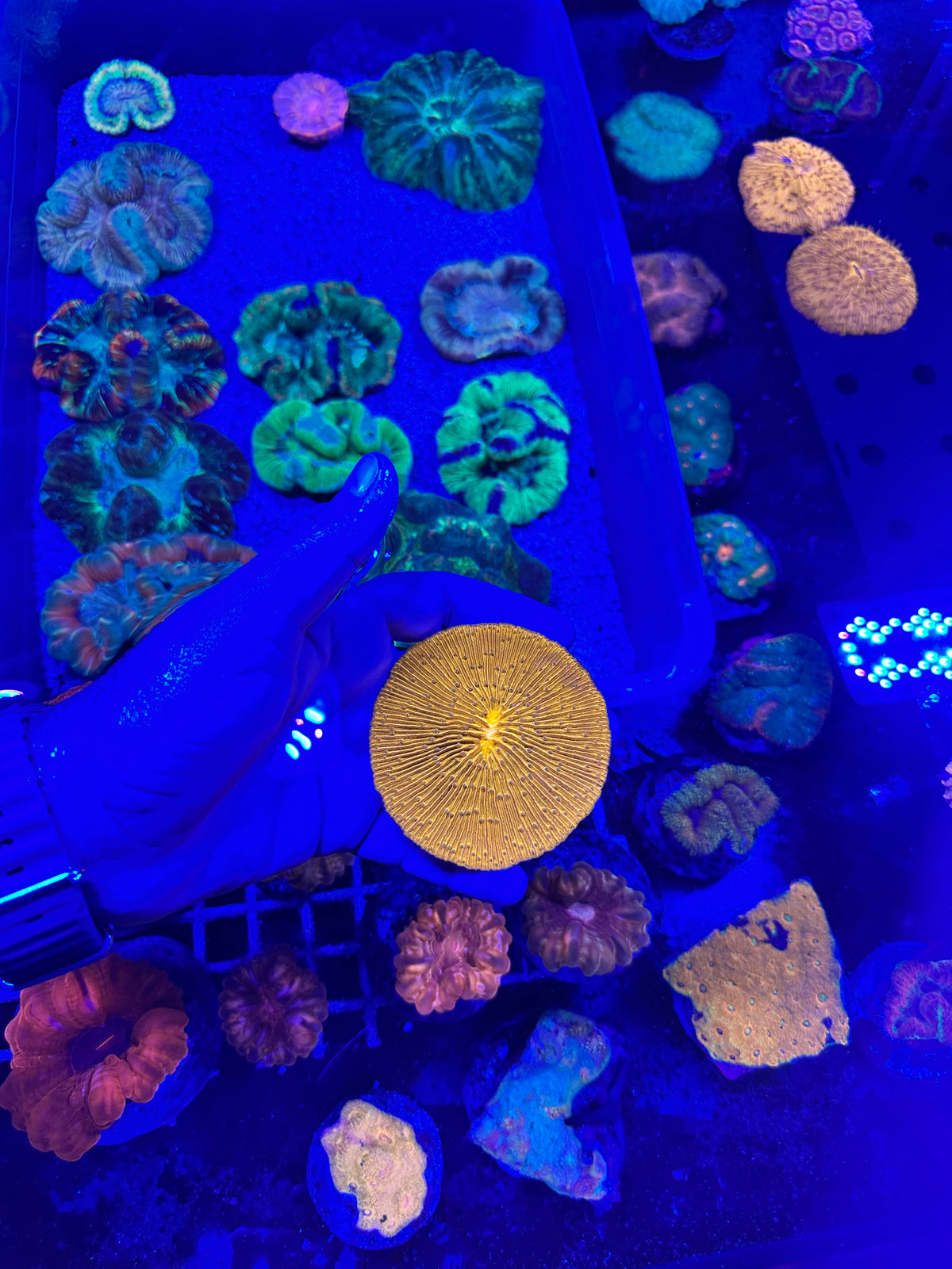 Fungia