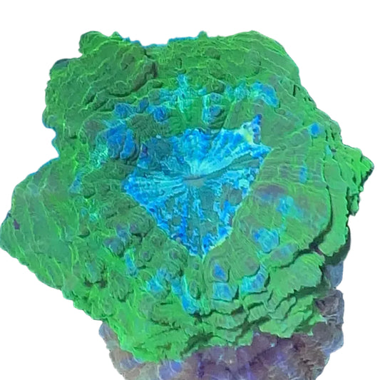 Acanthophyllia Coral (Donut)