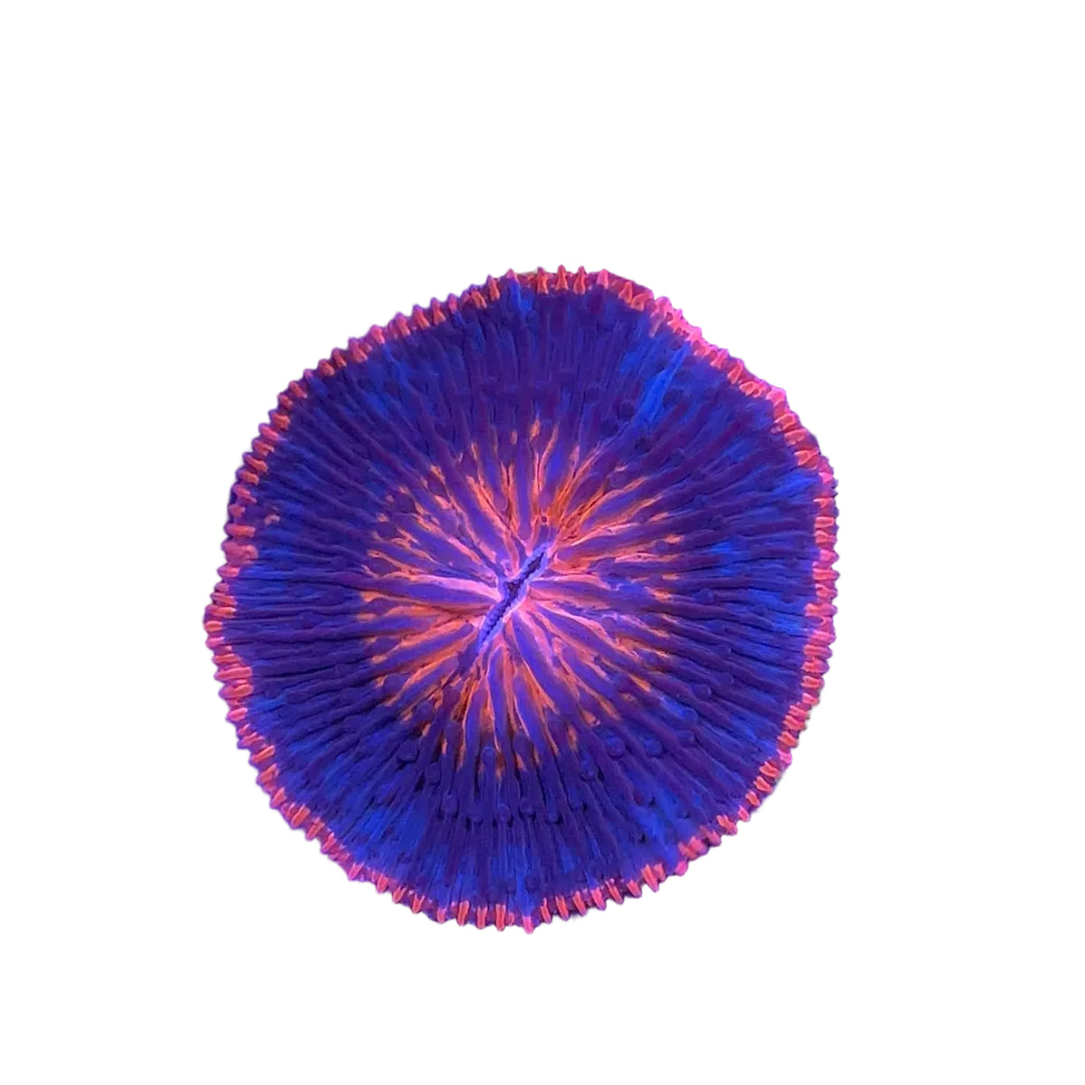 Fungia